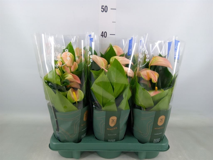<h4>Anthurium andr. 'Joli Peach'</h4>