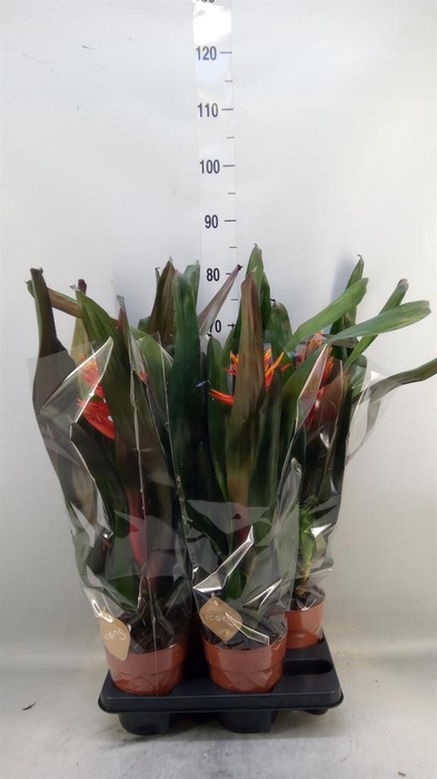 <h4>Aechmea   ...</h4>