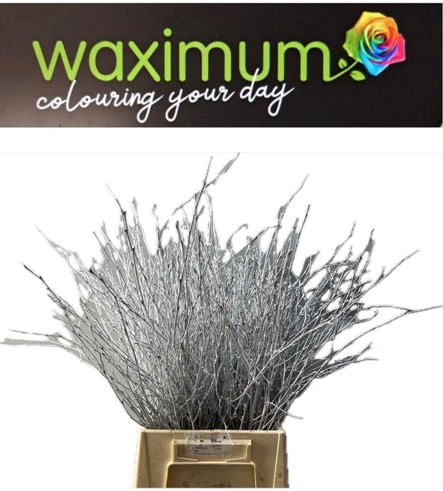 <h4>BETULA OV KLB H%</h4>