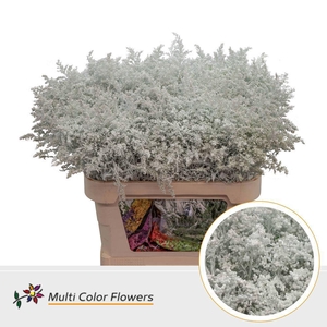Solidago colored WHITE