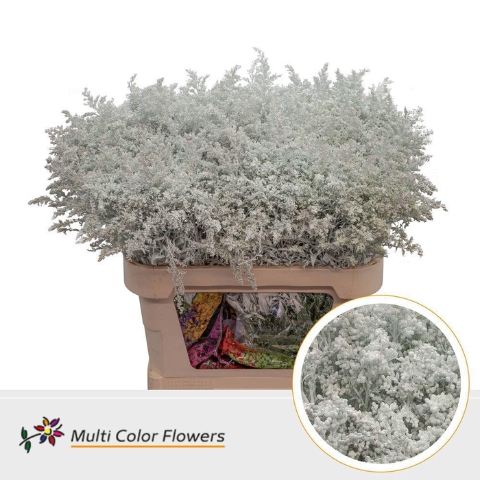 Solidago DYED White