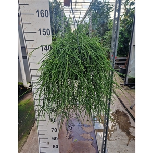 Rhipsalis Pulchra hangplant