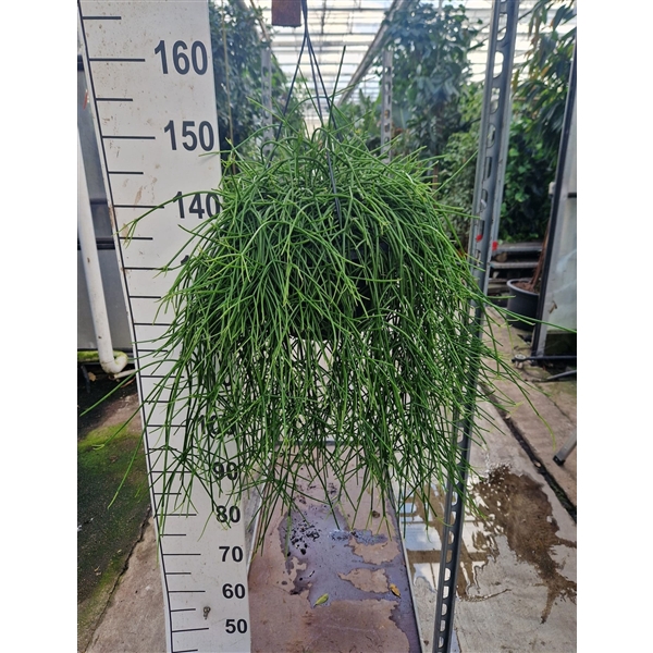 <h4>Rhipsalis Pulchra hangplant</h4>