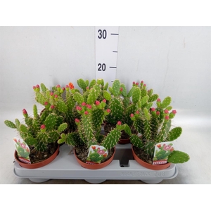 Opuntia