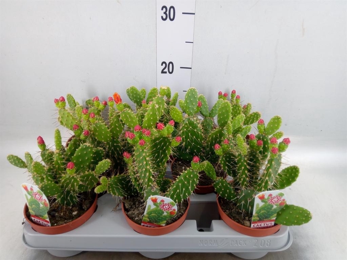 <h4>Opuntia</h4>