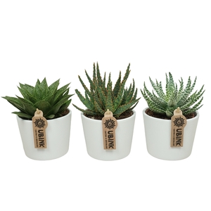 Aloe gemengd