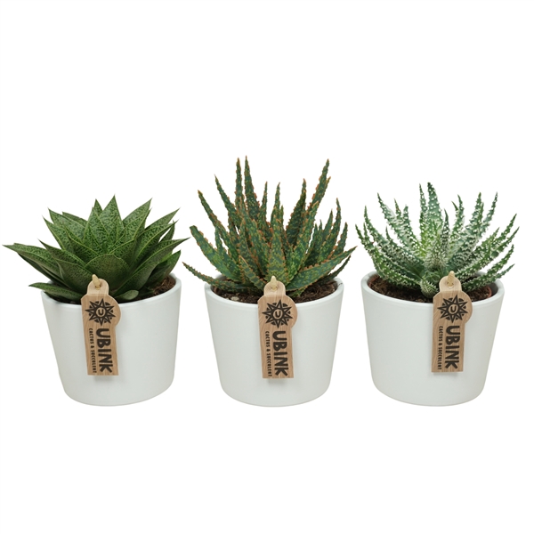 <h4>Aloë/Haworthia mix in 12 cm 'Witte Pot'</h4>