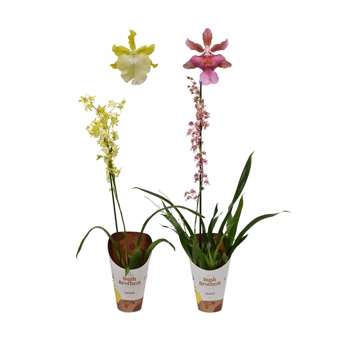 <h4>Oncidium mix 1 tak 12 cm</h4>