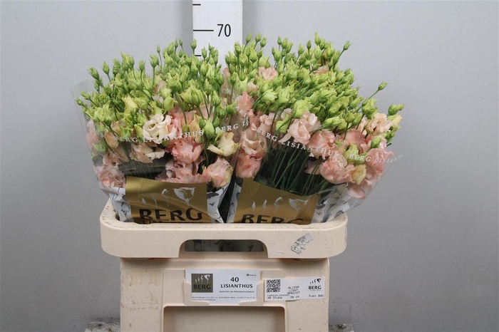 Eus G Alissa L Apricot