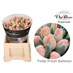 TU EN FROST SALMON