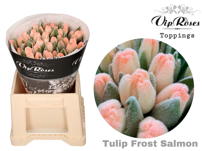 <h4>TU EN FROST SALMON</h4>