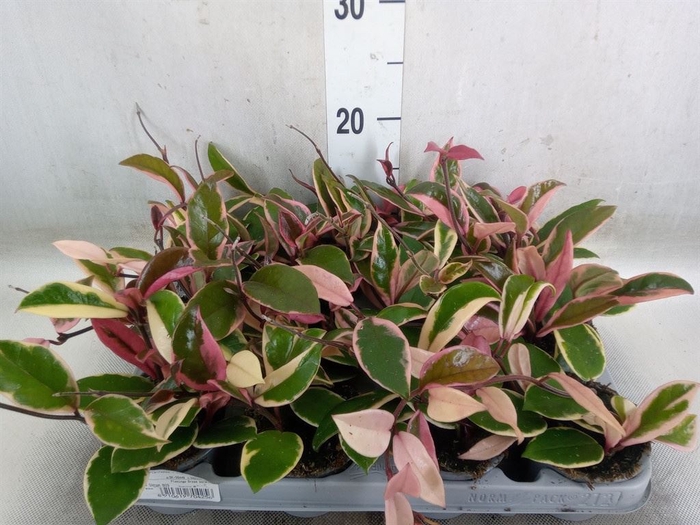 <h4>Hoya australis</h4>