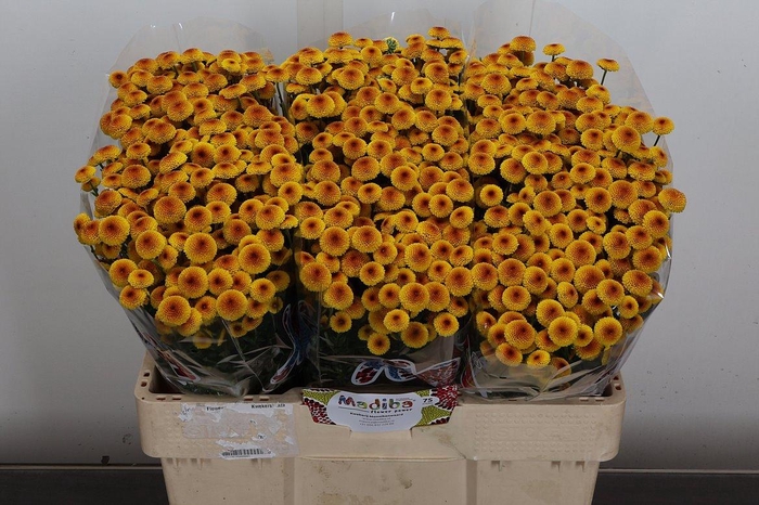 <h4>Chr S Mad Lambo Sunr</h4>