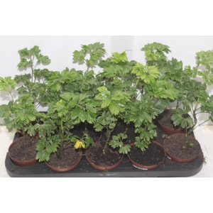 ARVORE DA FELICIDADE P11 MACHO