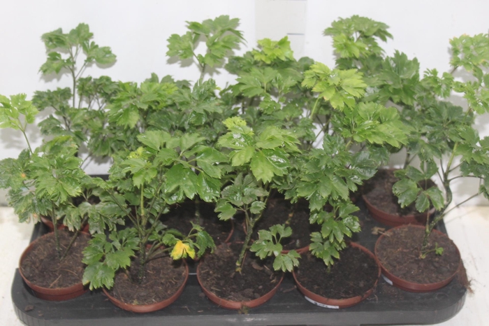 ARVORE DA FELICIDADE P11 MACHO