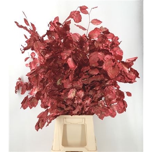 Fagus Red Metal Rosso