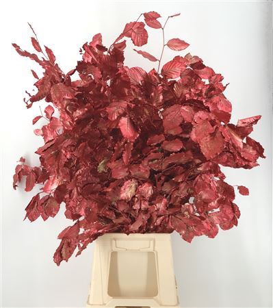 <h4>Fagus Red Metal Rosso</h4>