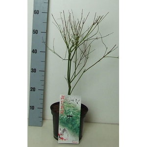 Acer palmatum 'Seiryu' P19 Full CC