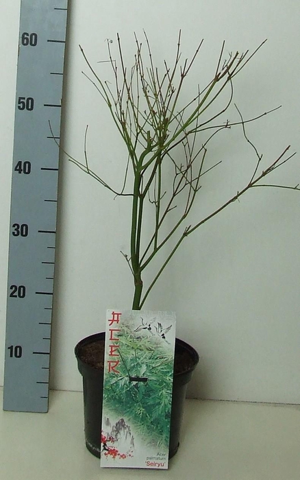 <h4>Acer palmatum 'Seiryu' P19 Full CC</h4>
