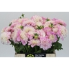 Dahlia Pink Delight