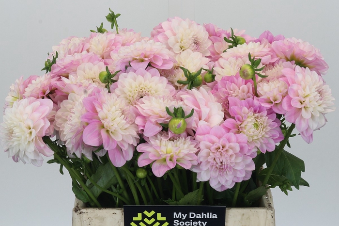 Dahlia Pink Delight