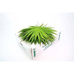 PALMETTO X 25