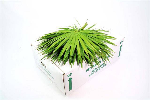 <h4>PALMETTO X 25</h4>