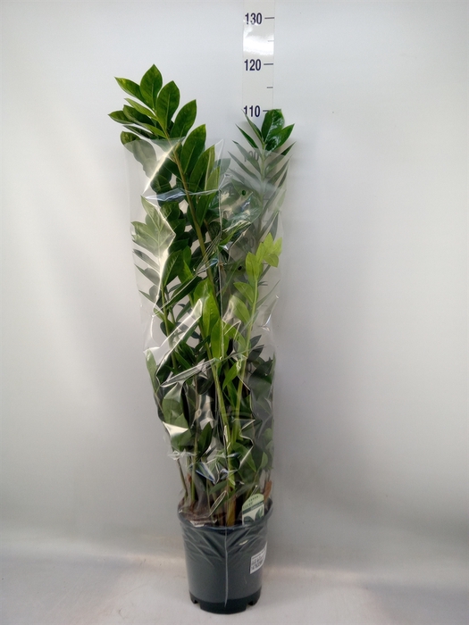 <h4>Zamioculcas zamiifolia</h4>