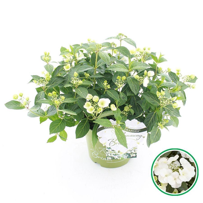 <h4>Hydrangea hybr. 'Runaway Bride'® C6 (24cm.) Kn.</h4>