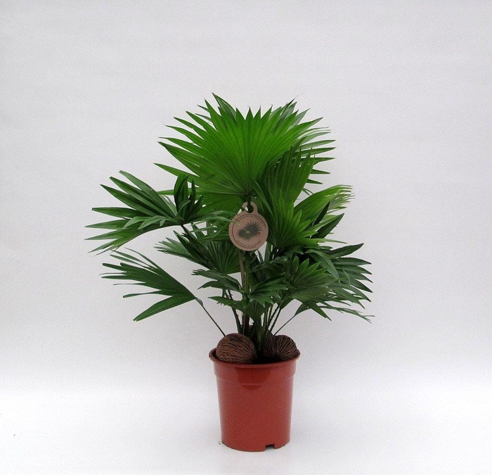 <h4>Livistona rotundifolia</h4>