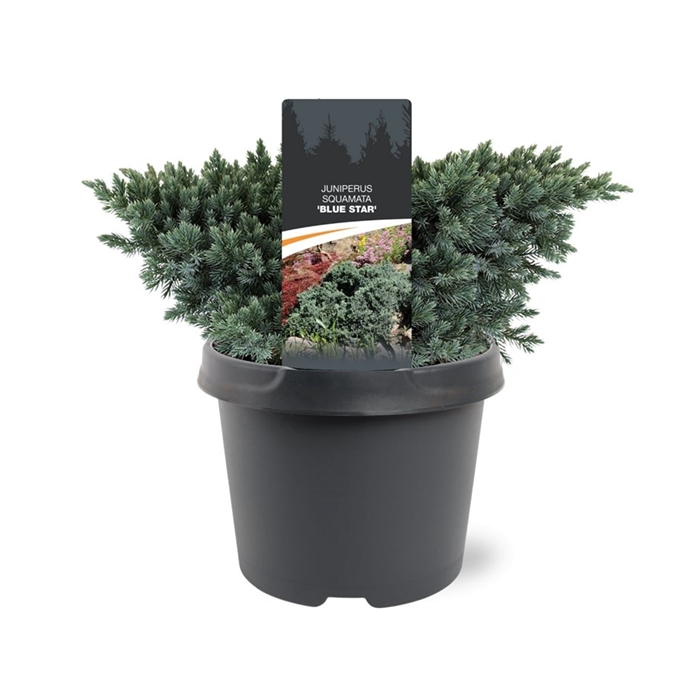 <h4>Juniperus squamata 'Blue Star'</h4>