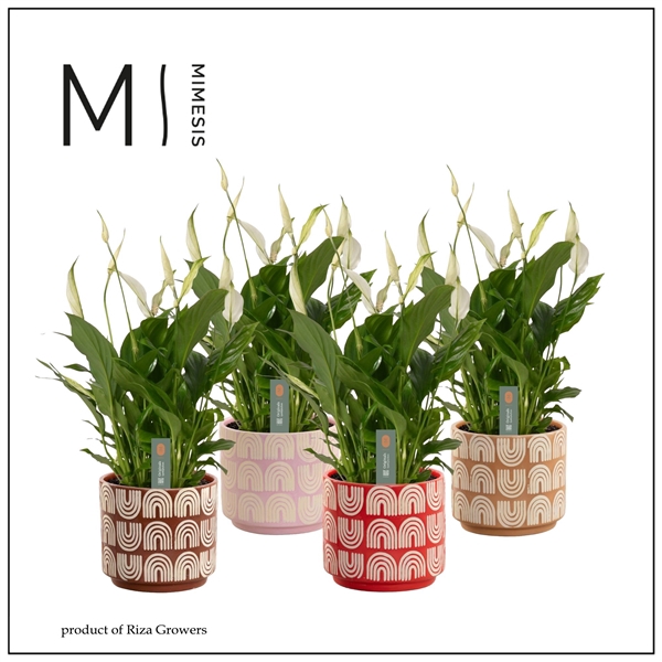 <h4>Mimesis Spathiphyllum Bellini -13 cm in Maartje - Craft World</h4>