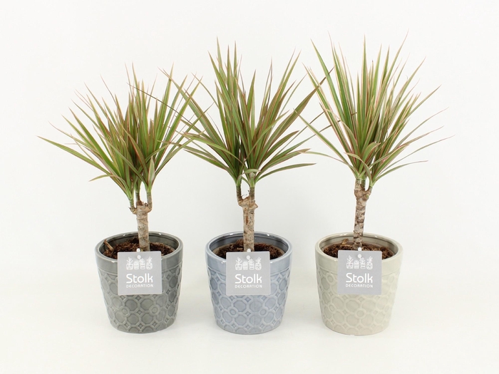 <h4>Dracaena Marginata Bicolor in Gaia keramiek</h4>