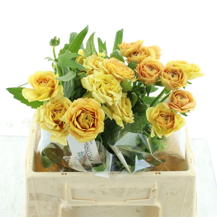 <h4>Ran Nat Moderna Miele</h4>