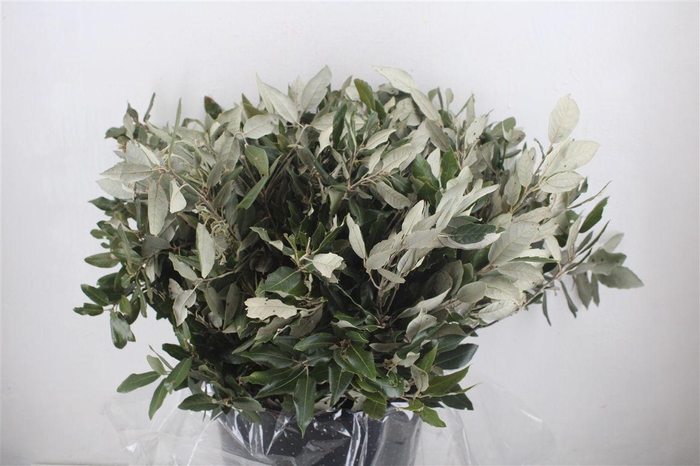 <h4>Steeneik Leaves P Bunch</h4>
