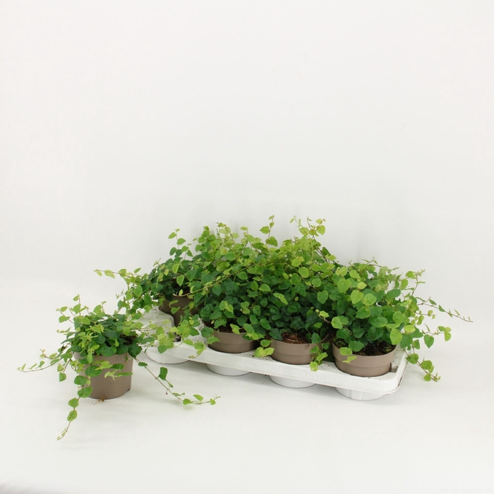 <h4>Ficus Green Sunny</h4>