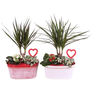 Valentine Arr. Indoor Zinc Pot Oval Red/White Ø23cm 3PP