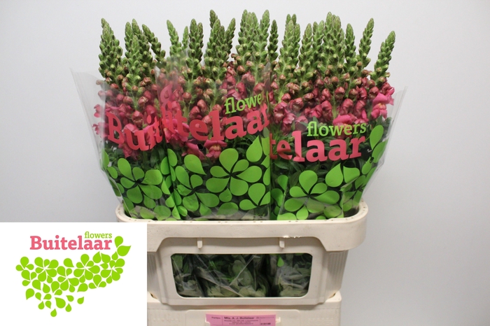 <h4>Antir Cool Rose</h4>