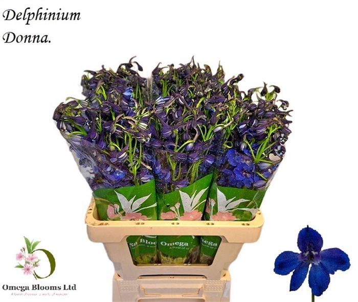 <h4>Delph En Donna</h4>