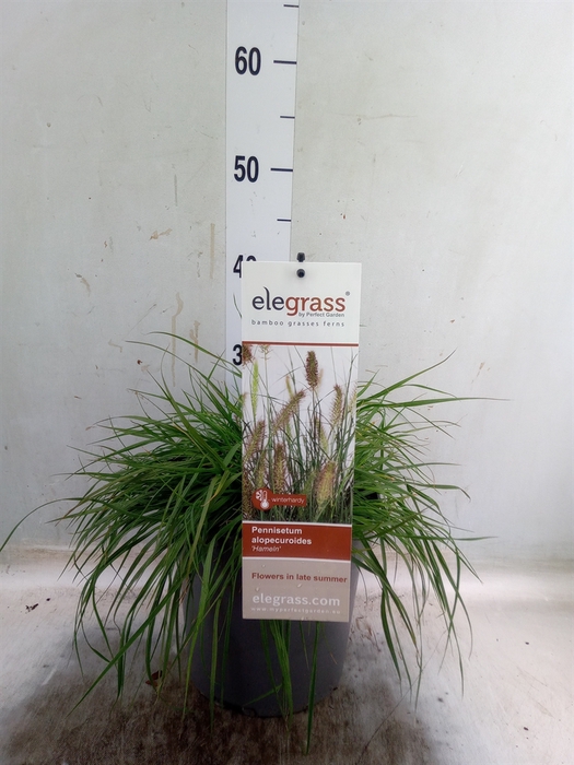<h4>Pennisetum alopec.</h4>
