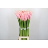Zantedeschia Eydolls Pink