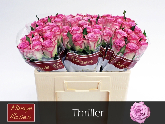 <h4>R GR THRILLER</h4>
