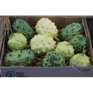 Sier Cuc Kiwano Mix P Box