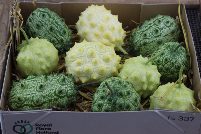 <h4>Sier Cuc Kiwano Mix P Box</h4>