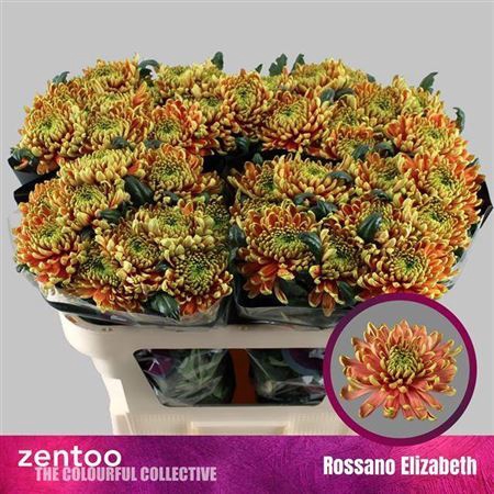 <h4>Chrysanthemum (Indicum Grp) eboutonné Rossano Elizabeth</h4>