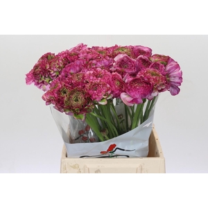 Ranunculus Pon Pon Malva