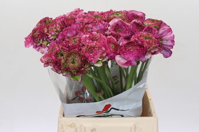 Ranunculus Pon Pon Malva