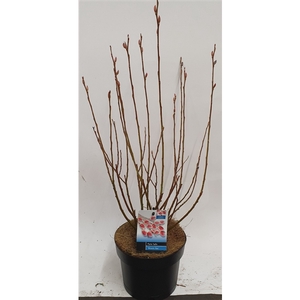 Salix Mount Aso bush p17