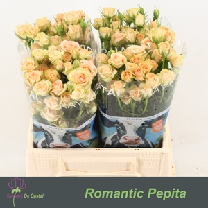 R Tr Romantic Pepita Opstal