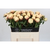 Paeonia Ann Cousins